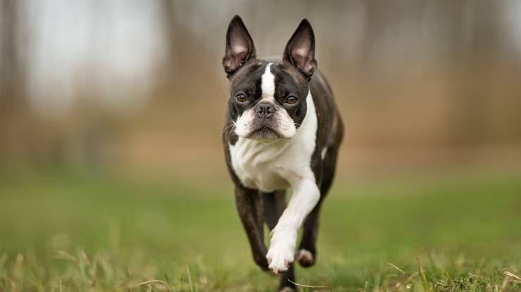 Boston Terrier: le malattie più comuni boston terrier