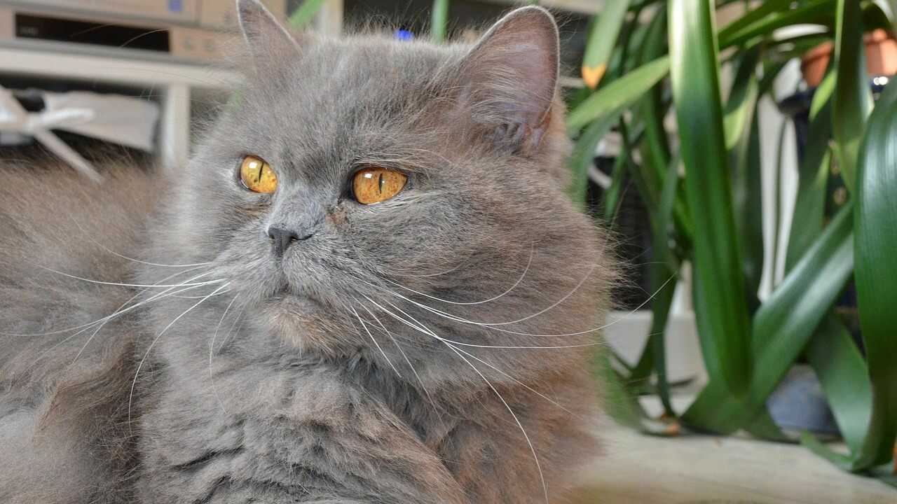 british-longhair-(3)_optimized