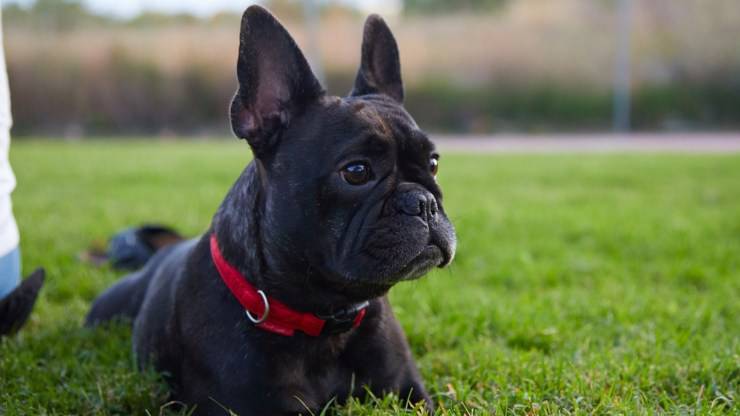 Bulldog francese curiosità