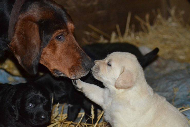 Cagna e cuccioli post partum Cagna e cuccioli