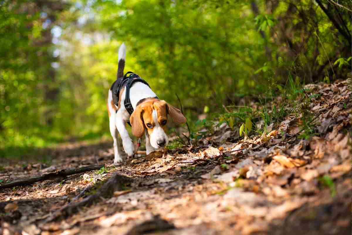 cane da caccia