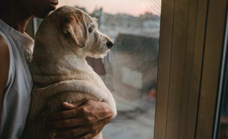 cane allevia depressione