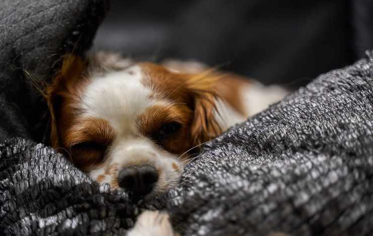 Cane malato che riposa