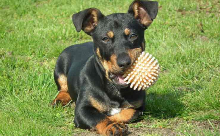 cane con gioco