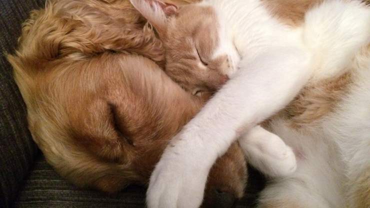 tenero cane gatto cane e gatto