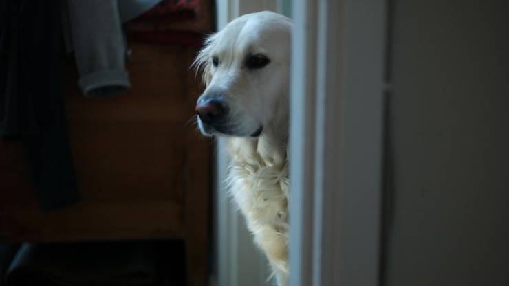 cane vicino porta