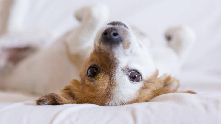cane sul letto cane impazzisce sul letto