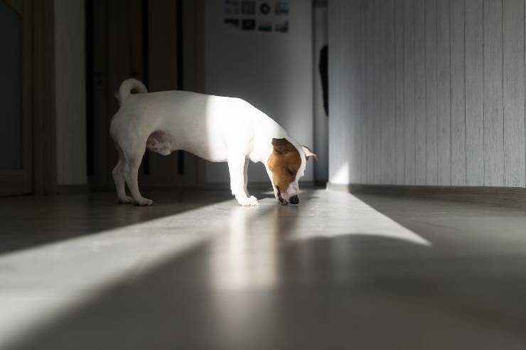 cane lecca pavimento cane lecca pipì