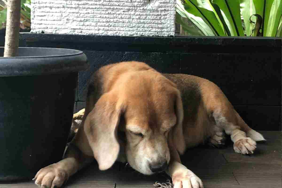 cane non sta bene