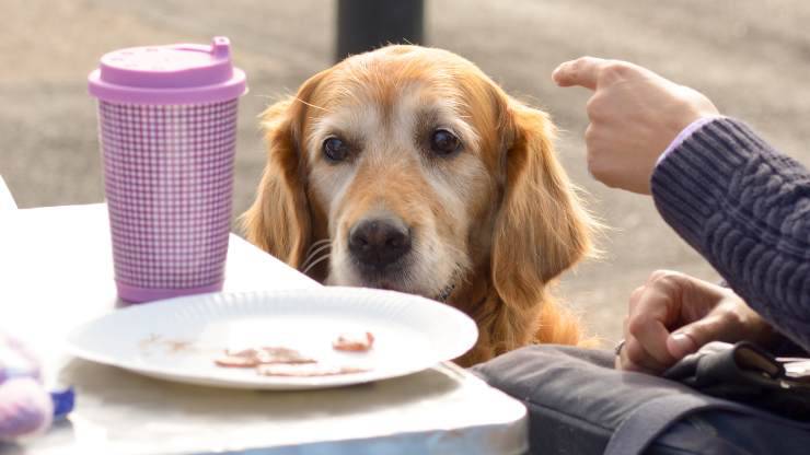 cane mangia