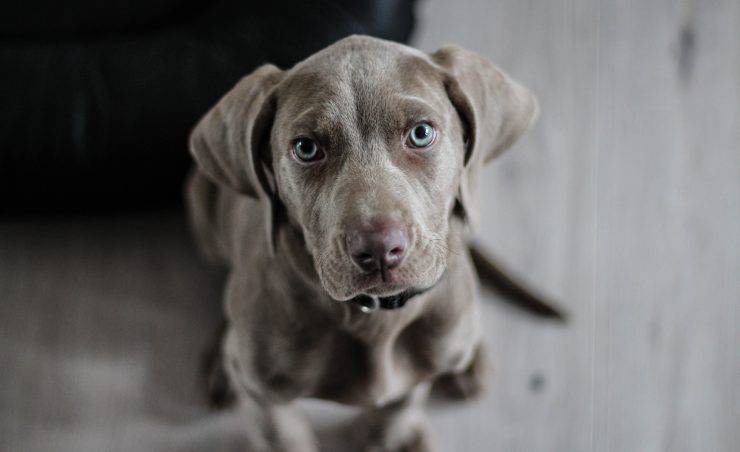 cane ottimista o pessimista