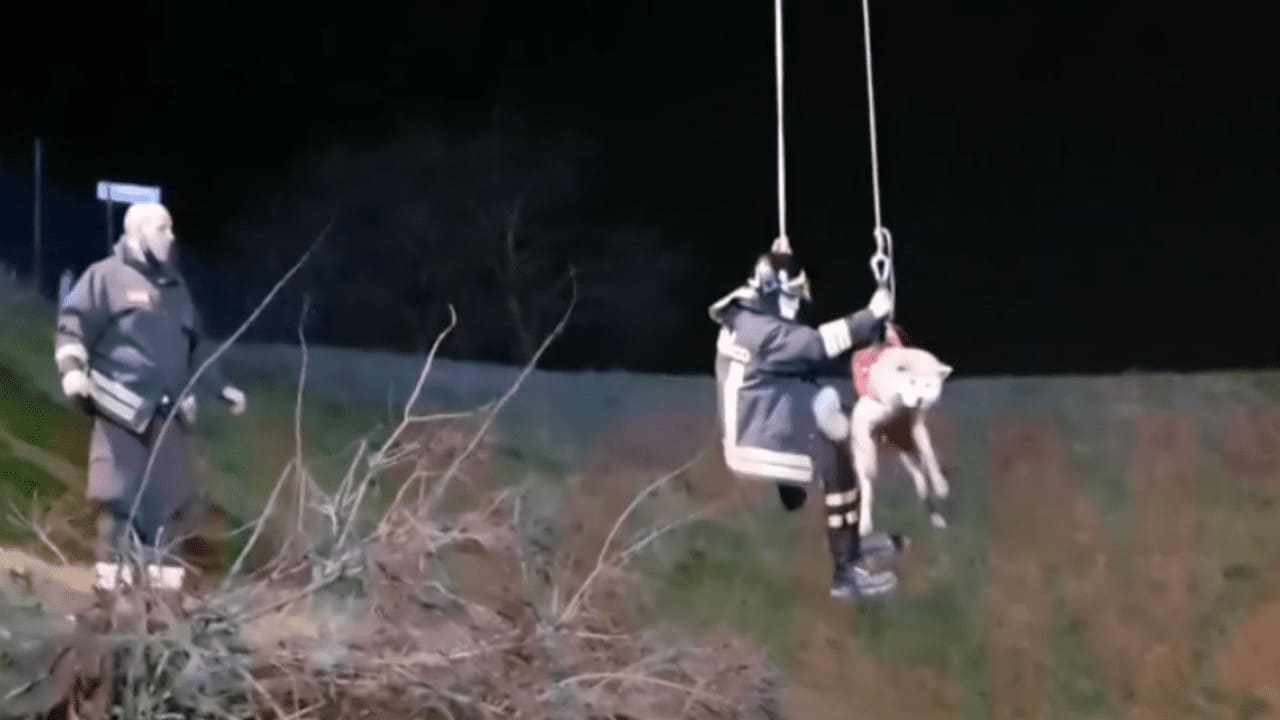cane salvato dai vigili del fuoco Cade in acqua, cane salvato dai vigili