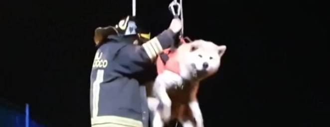 Cade in acqua, cane salvato dai vigili