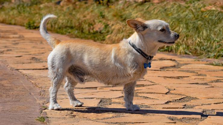 Amputazione al cane dell'arto anteriore Cane con tre zampe