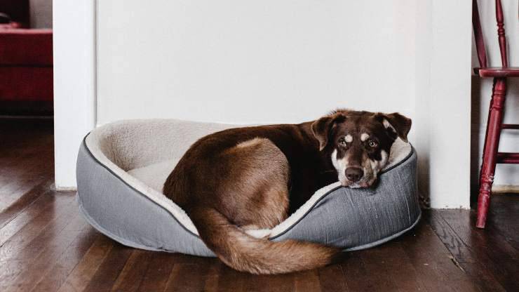 Cane malato nella cuccia Cane