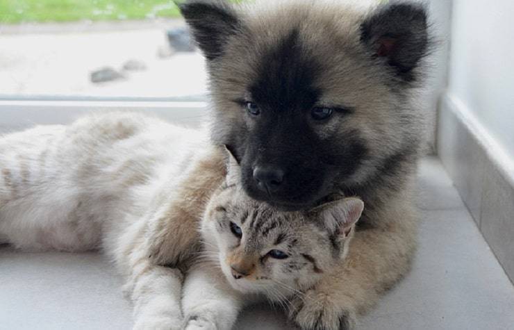 cane gatto abbraccio