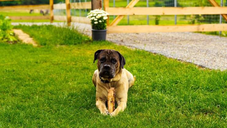 cane corso italiano un cane pieno di curiosità cane corso curiosità aneddoti interessanti