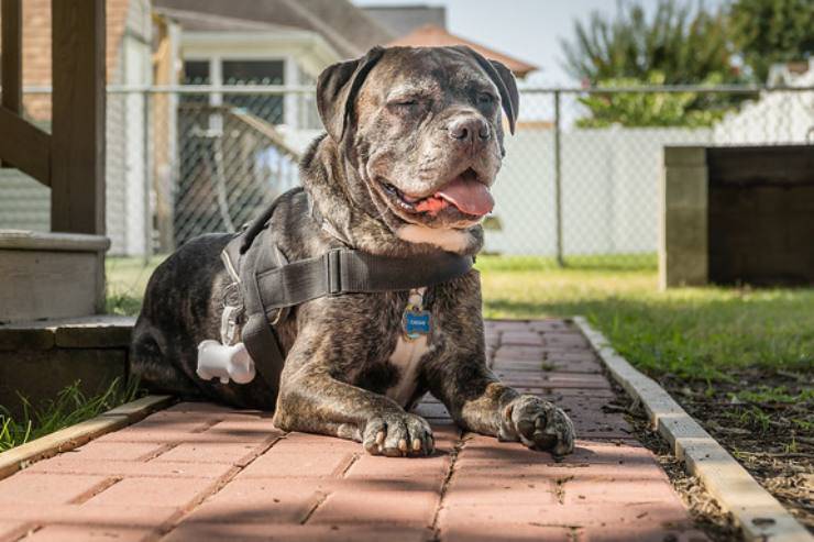 cane corso curiosità aneddoti interessanti