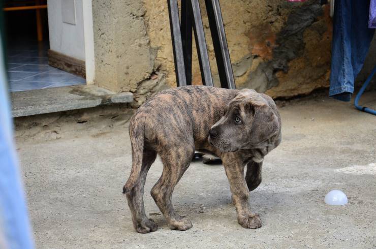 cane corso malattie tipiche comuni condizioni salute