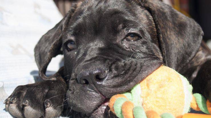 cane corso malattie tipiche comuni condizioni salute