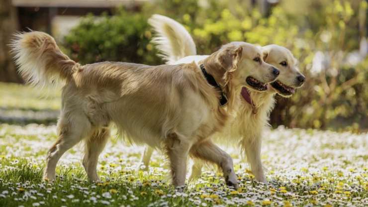 cani da allerta per diabetici: chi sono e cosa fanno cani da allerta per diabetici