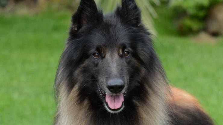 cani belgi