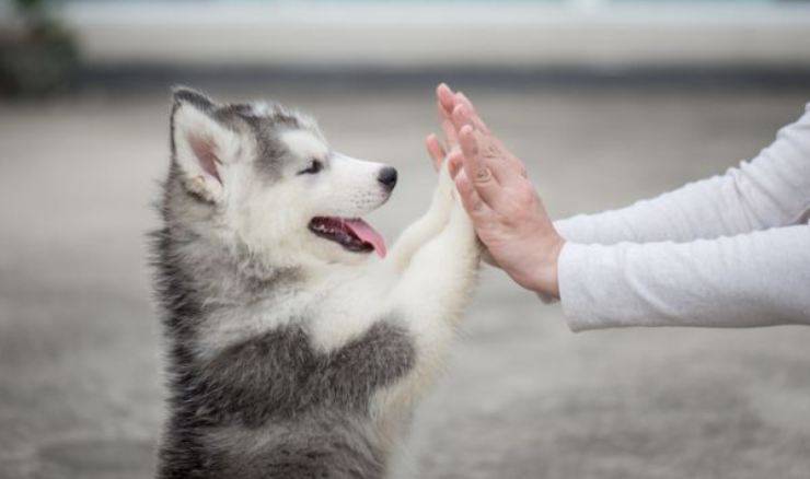 cani per diabetici chi sono