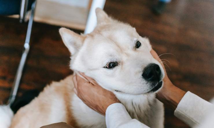 capire il cane