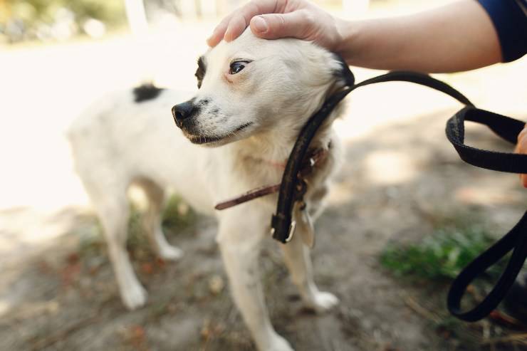 carezza sulla testa al cane