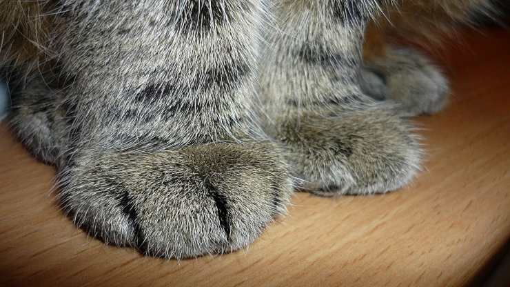 Il gatto si lima le unghie sui mobili