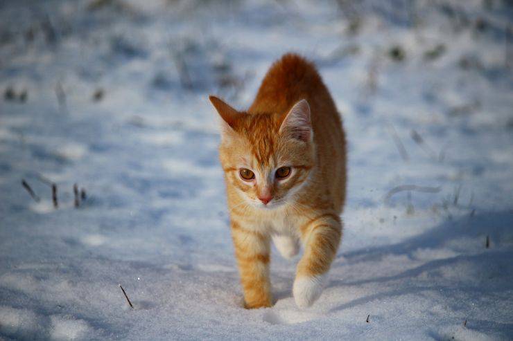 Il gatto ama la neve