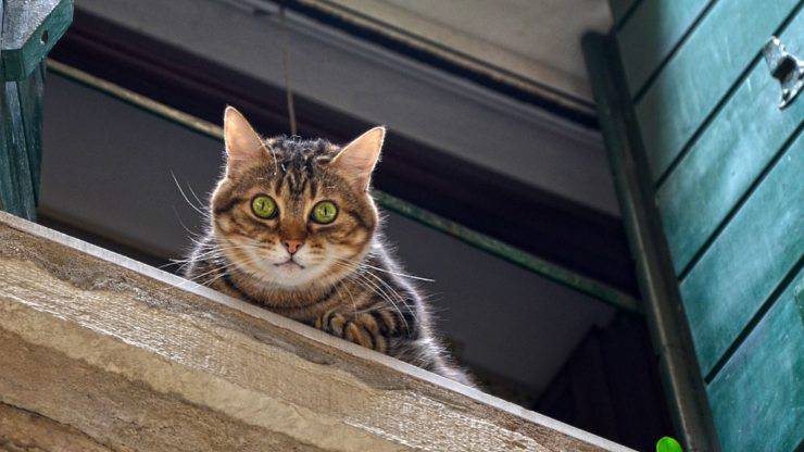 gatto alla finestra rischia sindrome del grattacielo gatto finestra cadere sindrome grattacielo
