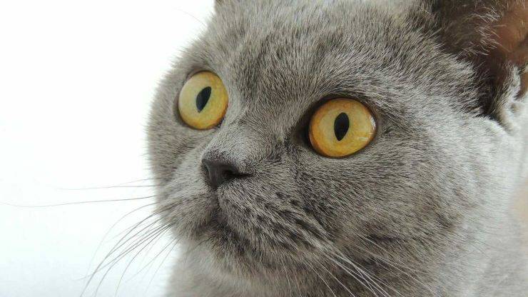 british shorthair british shorthair