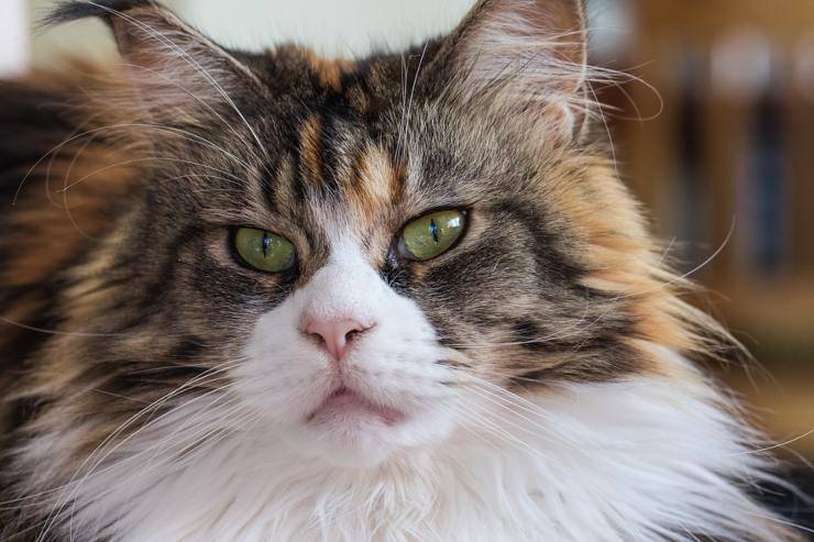 gatto maine coon crescita età gatti smettono crescere