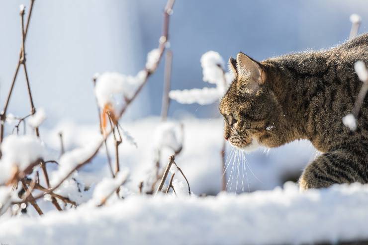I pericoli del gatto sulla neve
