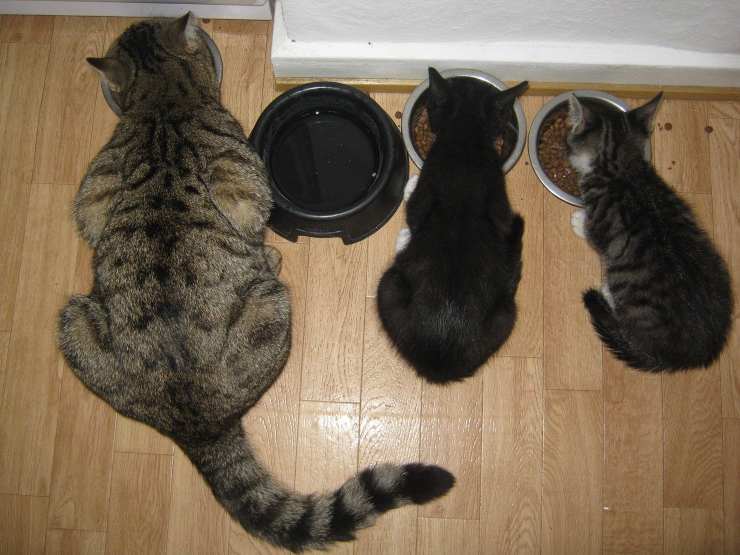Gatti che mangiano