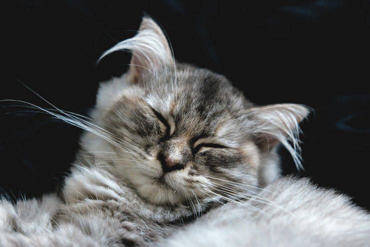 Gatto si gratta le orecchie Gatto si gratta le orecchie