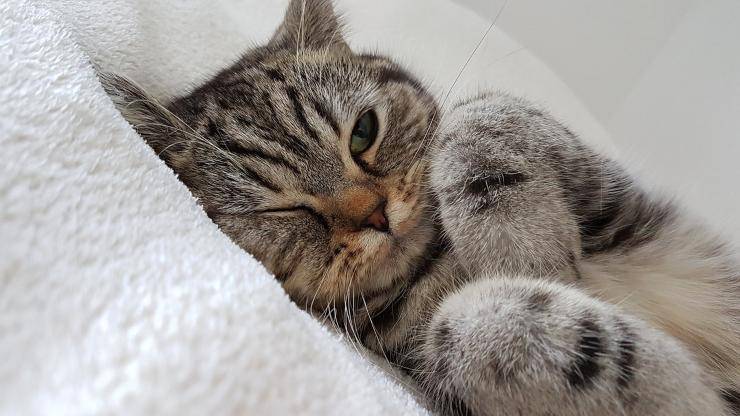 Il gatto si gratta le orecchie