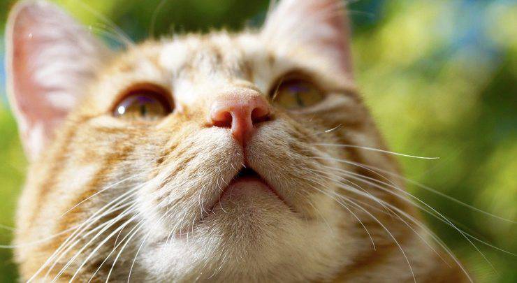 gatto mastica aria affamato