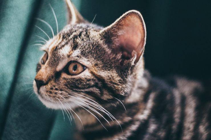 Orecchie del gatto Orecchie del gatto