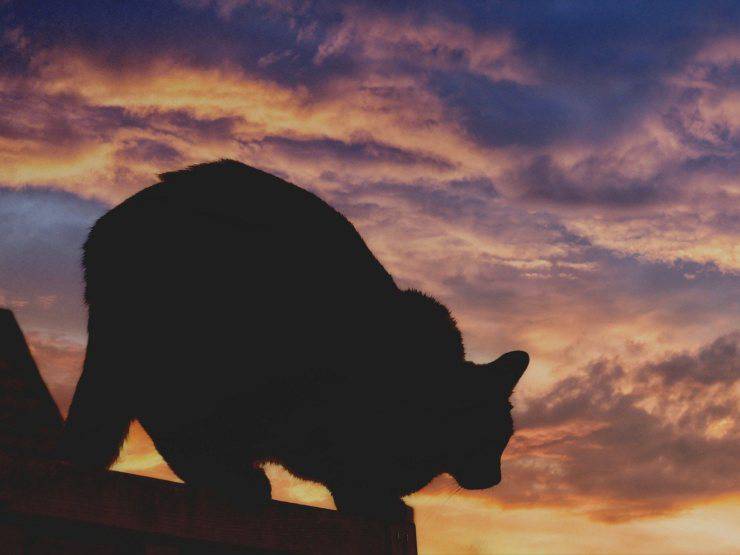 Gatto nero della Befana Gatto nero della Befana