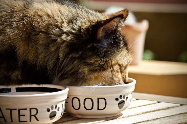Il gatto può bere il latte di cocco Il gatto può bere il latte di cocco