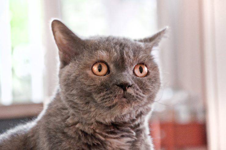 Il gatto scappa quando vede il padrone Il gatto scappa quando vede il padrone