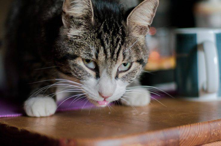 Avvelenamento da sodio nel gatto