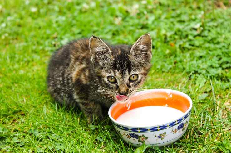 Il gatto e il suo latte
