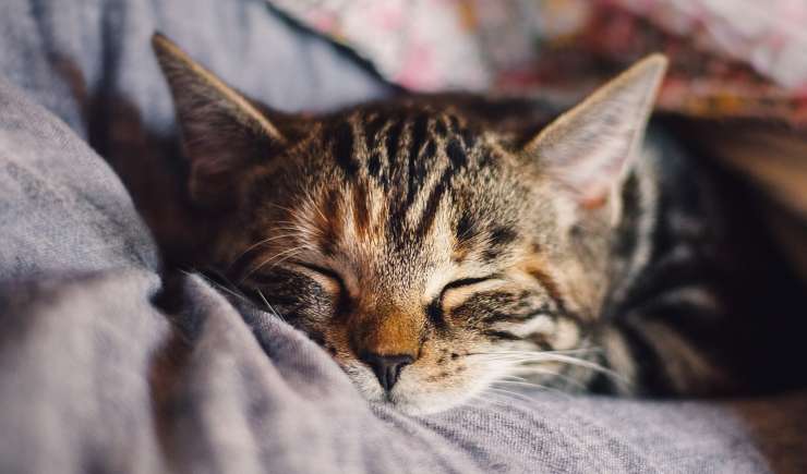 Gatto in braccio (Foto Pixabay)