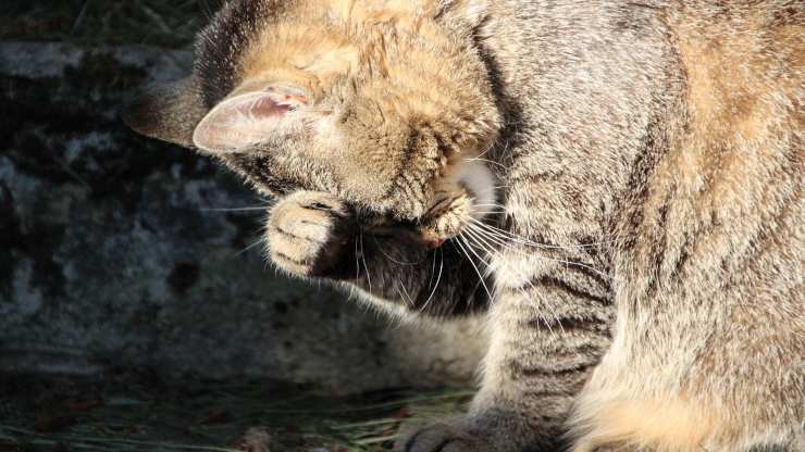 Al gatto trema la testa Al gatto trema la testa