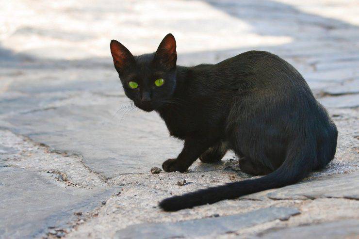 Gatto per strada
