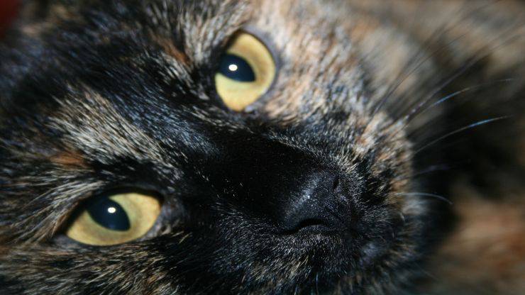 Come riconoscere la razza di un gatto Come riconoscere la razza di un gatto