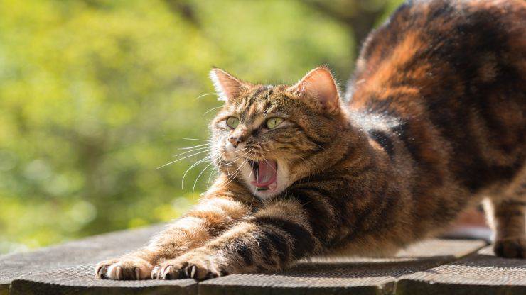 Il gatto non vuole accoppiarsi Il gatto non vuole accoppiarsi